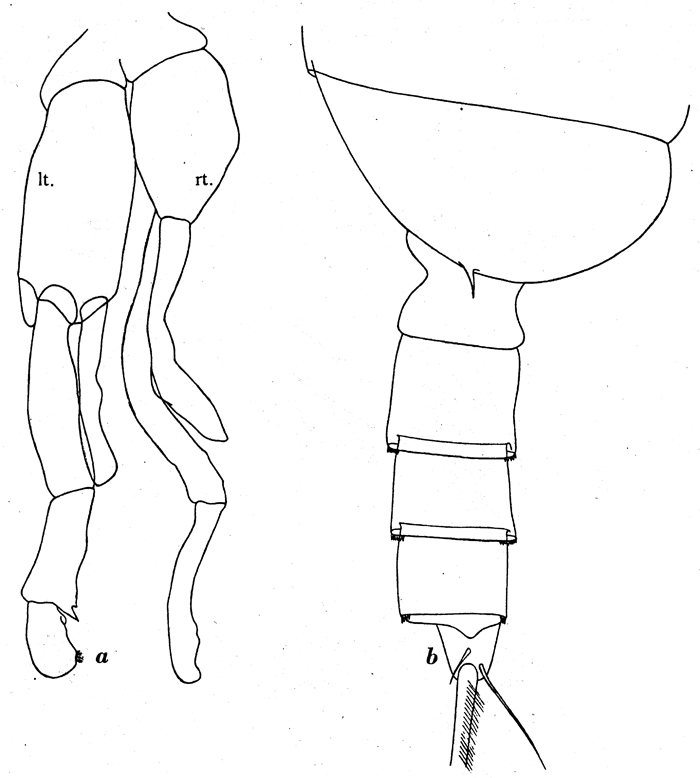 Espce Pseudochirella mawsoni - Planche 7 de figures morphologiques