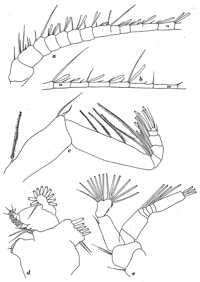 Species Pseudochirella mawsoni - Plate 8 of morphological figures