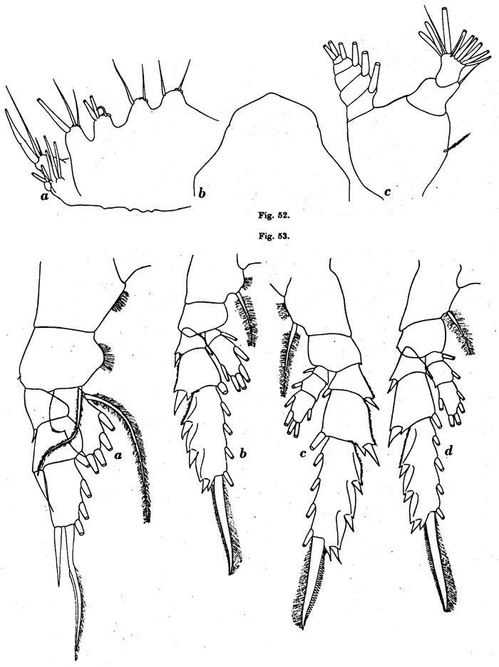 Espce Pseudochirella mawsoni - Planche 9 de figures morphologiques