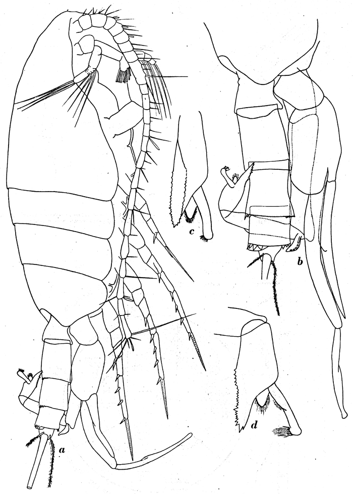 Espce Paraeuchaeta austrina - Planche 1 de figures morphologiques