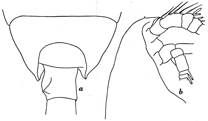 Espce Paraeuchaeta austrina - Planche 2 de figures morphologiques