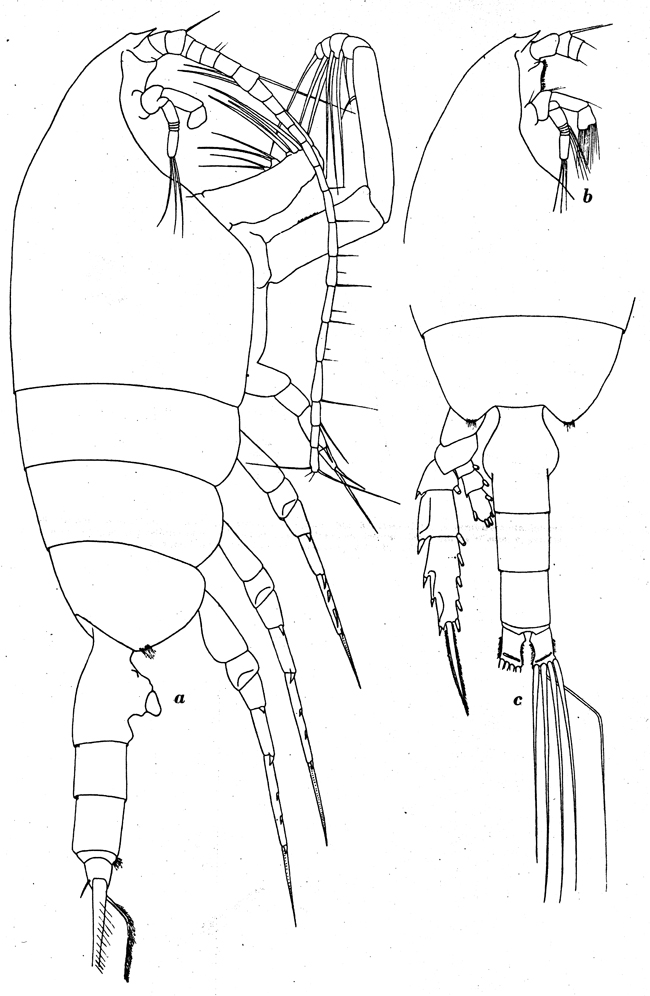 Species Paraeuchaeta rasa - Plate 6 of morphological figures
