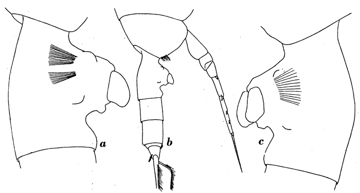 Espce Paraeuchaeta rasa - Planche 7 de figures morphologiques