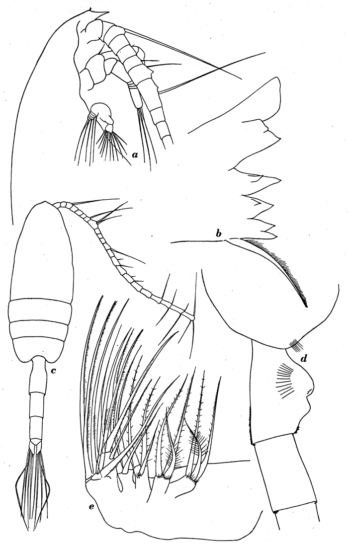 Species Paraeuchaeta biloba - Plate 10 of morphological figures
