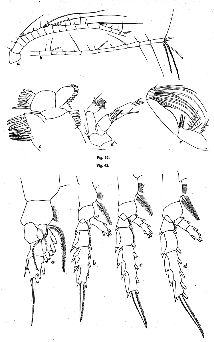 Espce Paraeuchaeta biloba - Planche 11 de figures morphologiques