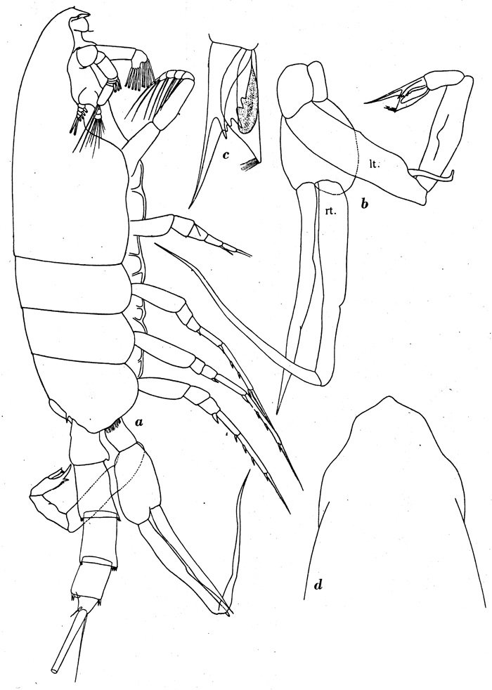 Species Paraeuchaeta biloba - Plate 12 of morphological figures