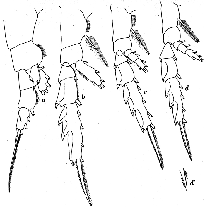 Espce Paraeuchaeta biloba - Planche 15 de figures morphologiques