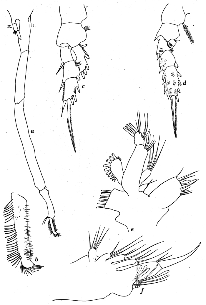 Species Onchocalanus magnus - Plate 10 of morphological figures