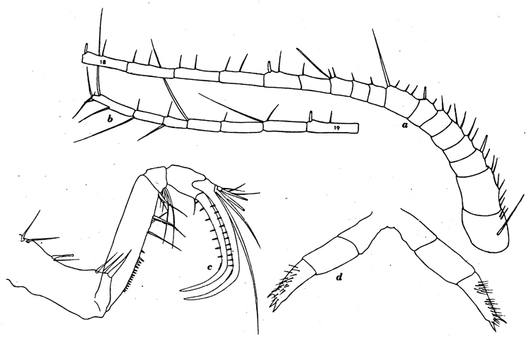 Species Cornucalanus robustus - Plate 4 of morphological figures