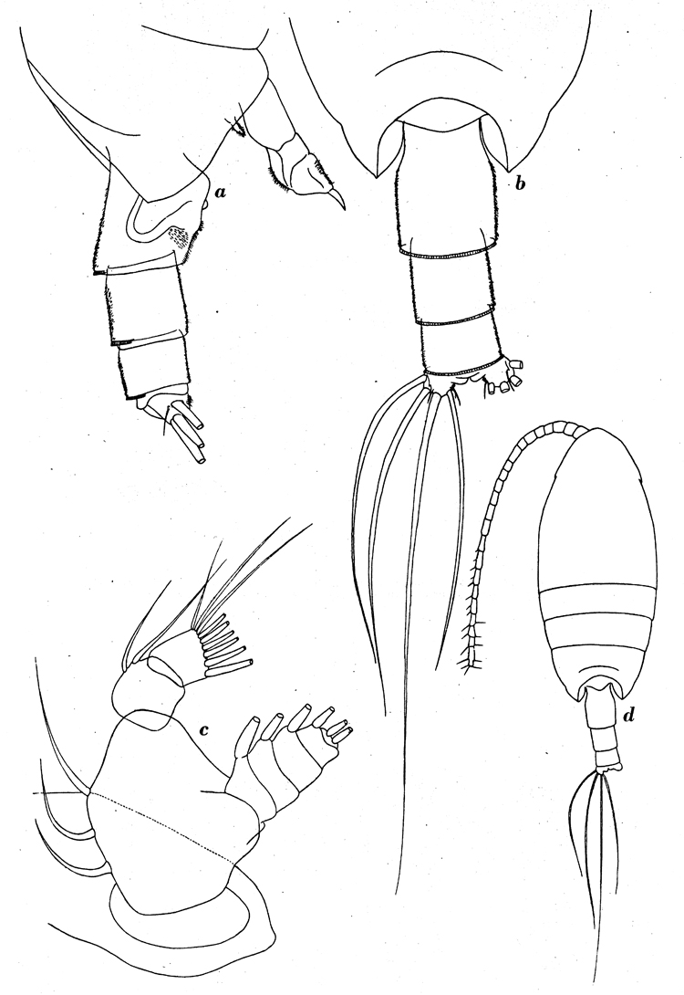 Espce Cornucalanus robustus - Planche 5 de figures morphologiques