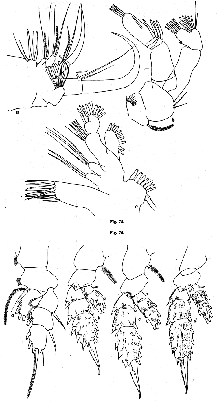 Species Cornucalanus robustus - Plate 6 of morphological figures