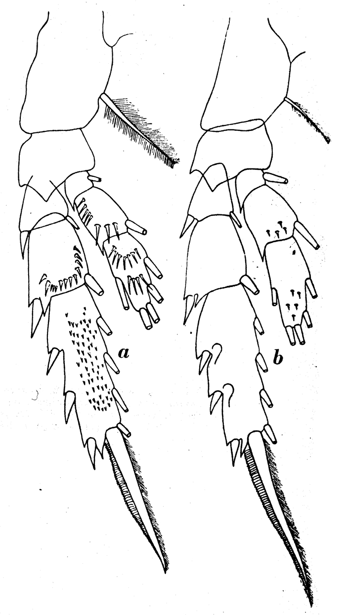 Espce Mixtocalanus vervoorti - Planche 4 de figures morphologiques