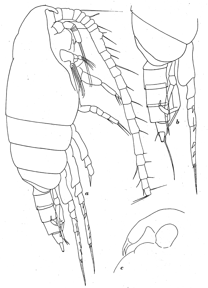 Espèce Mixtocalanus alter - Planche 7 de figures morphologiques