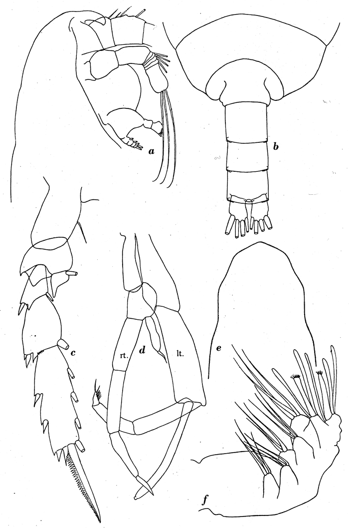 Species Mixtocalanus alter - Plate 8 of morphological figures