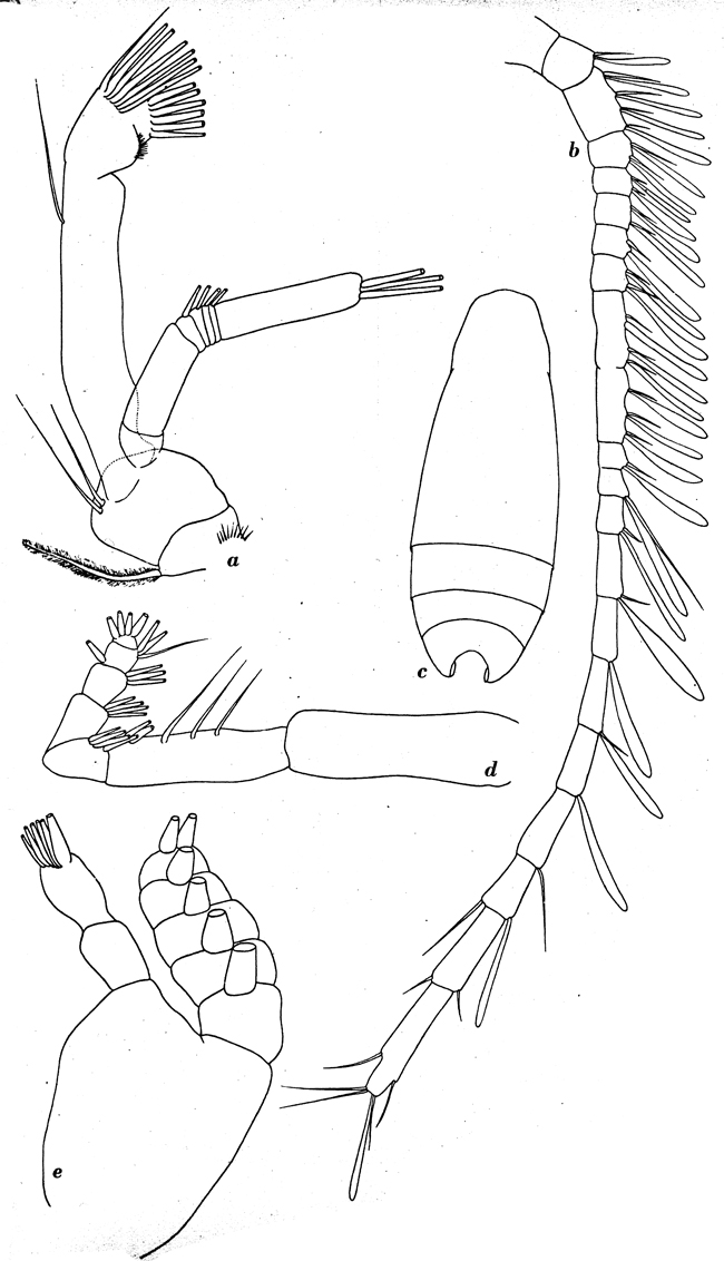 Species Racovitzanus antarcticus - Plate 7 of morphological figures
