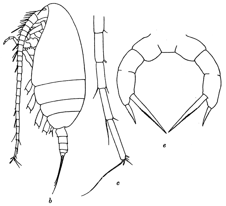 Species Racovitzanus antarcticus - Plate 8 of morphological figures