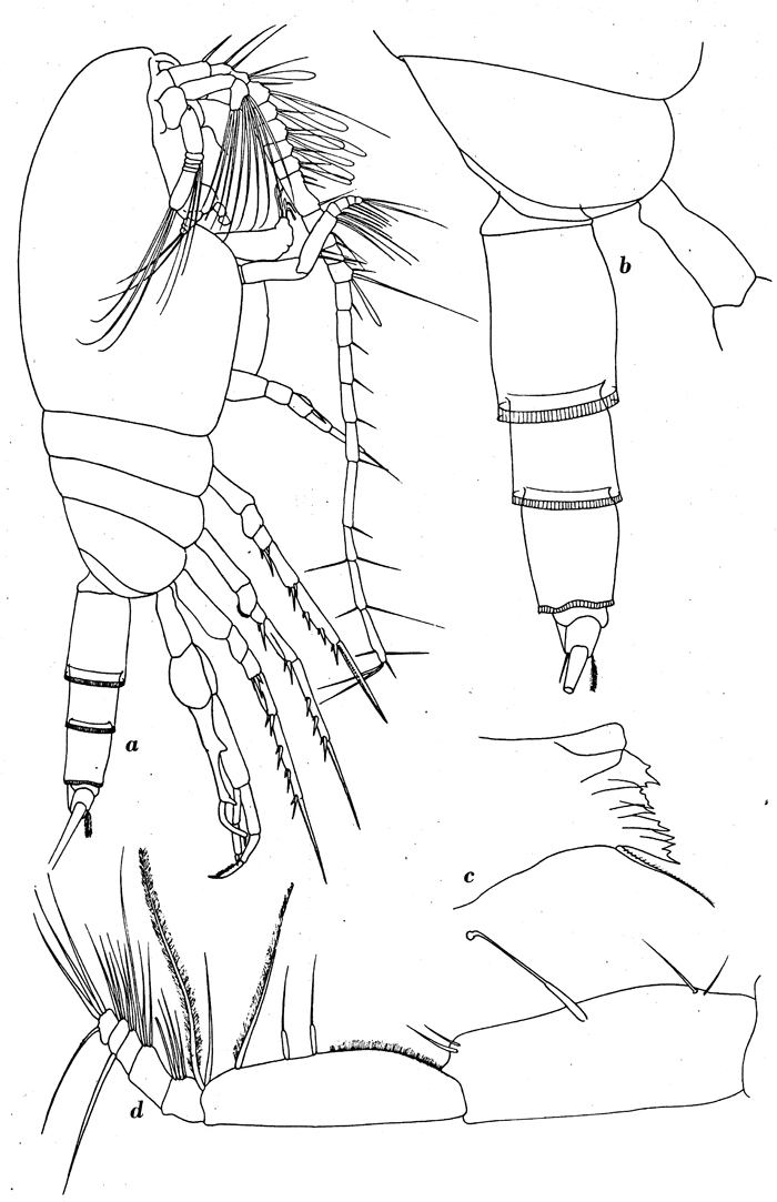 Species Amallothrix dentipes - Plate 7 of morphological figures
