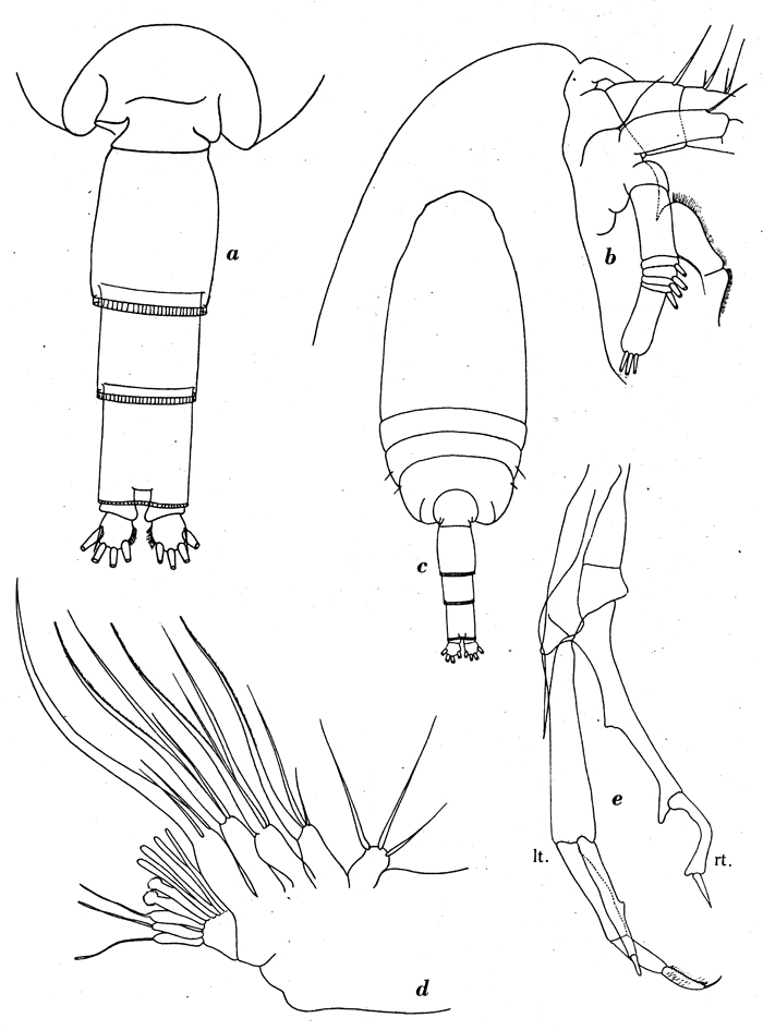 Espce Amallothrix dentipes - Planche 8 de figures morphologiques