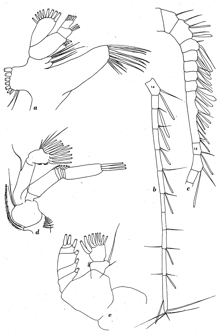 Species Amallothrix dentipes - Plate 9 of morphological figures