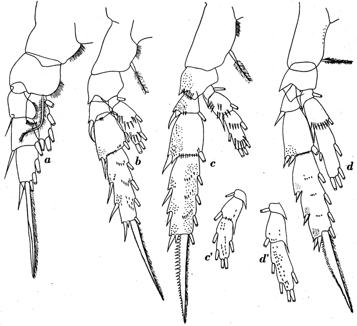 Espce Amallothrix dentipes - Planche 10 de figures morphologiques