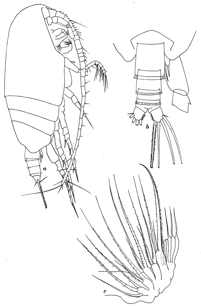 Species Amallothrix dentipes - Plate 4 of morphological figures