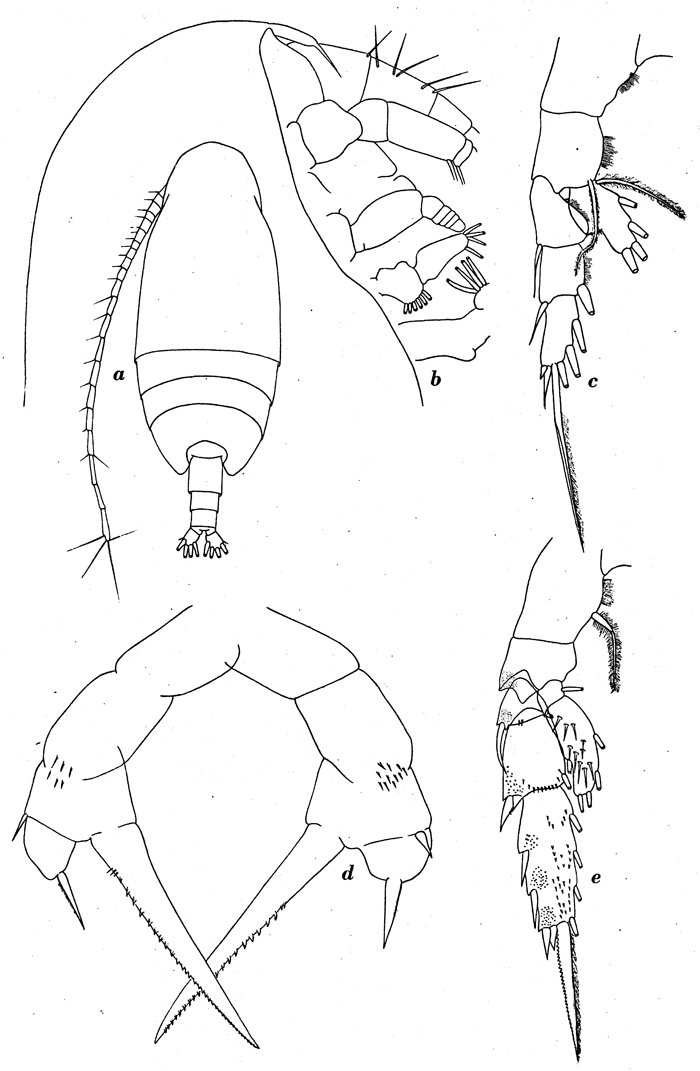 Espce Amallothrix dentipes - Planche 5 de figures morphologiques