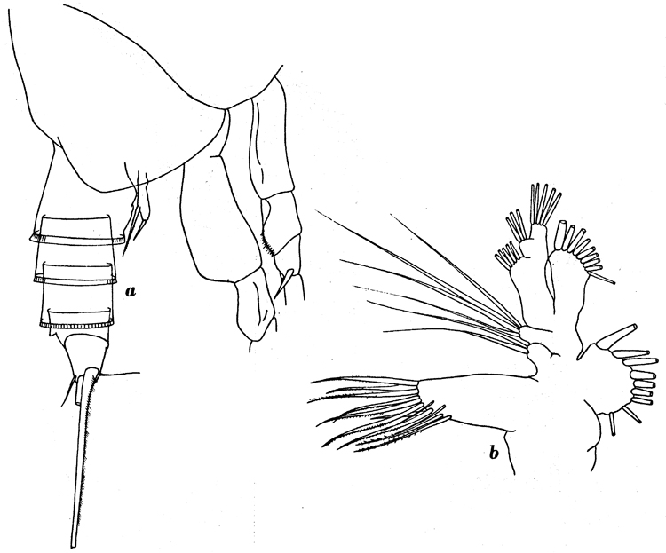 Espce Amallothrix dentipes - Planche 6 de figures morphologiques