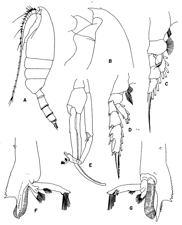 Species Paraeuchaeta parvula - Plate 3 of morphological figures