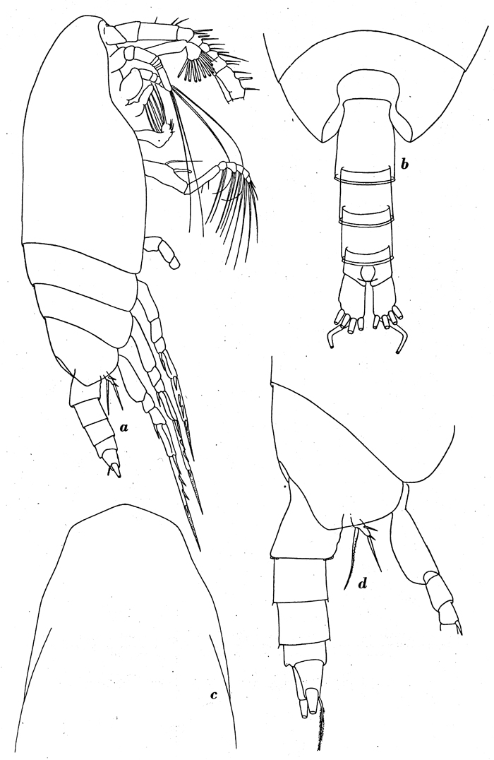Species Scaphocalanus farrani - Plate 8 of morphological figures