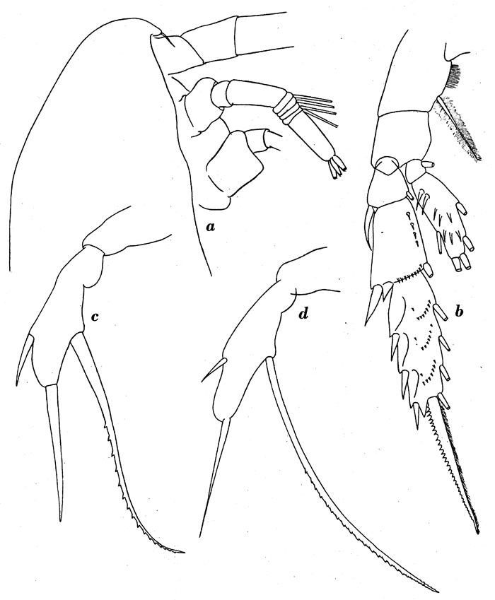 Espce Scaphocalanus farrani - Planche 9 de figures morphologiques