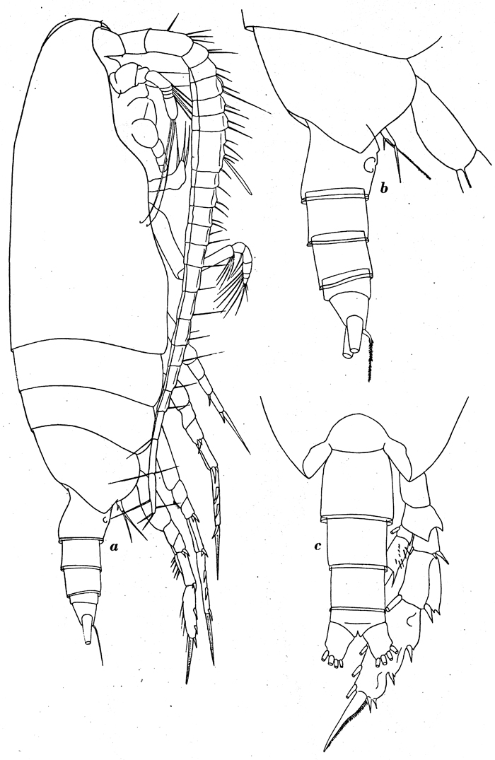 Espèce Scaphocalanus affinis - Planche 5 de figures morphologiques
