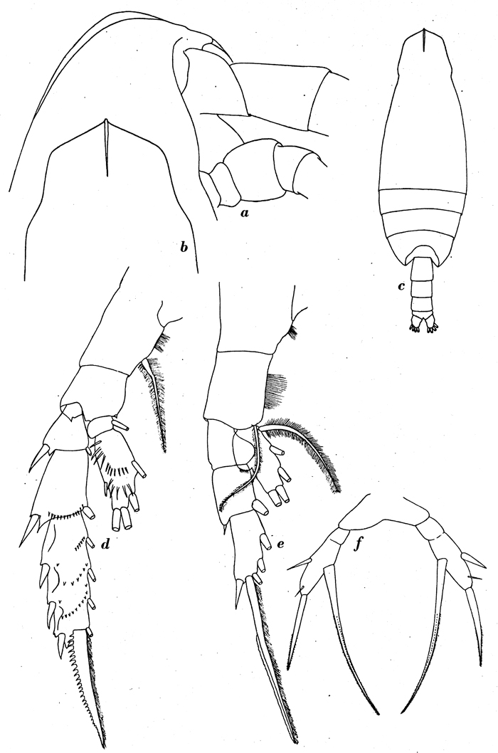 Espèce Scaphocalanus affinis - Planche 6 de figures morphologiques