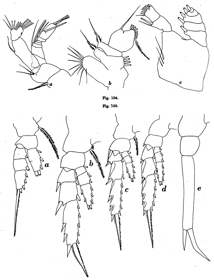 Species Temorites brevis - Plate 5 of morphological figures