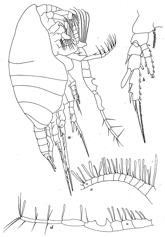 Espce Temorites brevis - Planche 6 de figures morphologiques