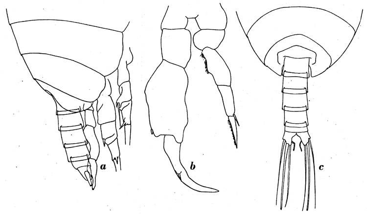 Species Temorites brevis - Plate 7 of morphological figures