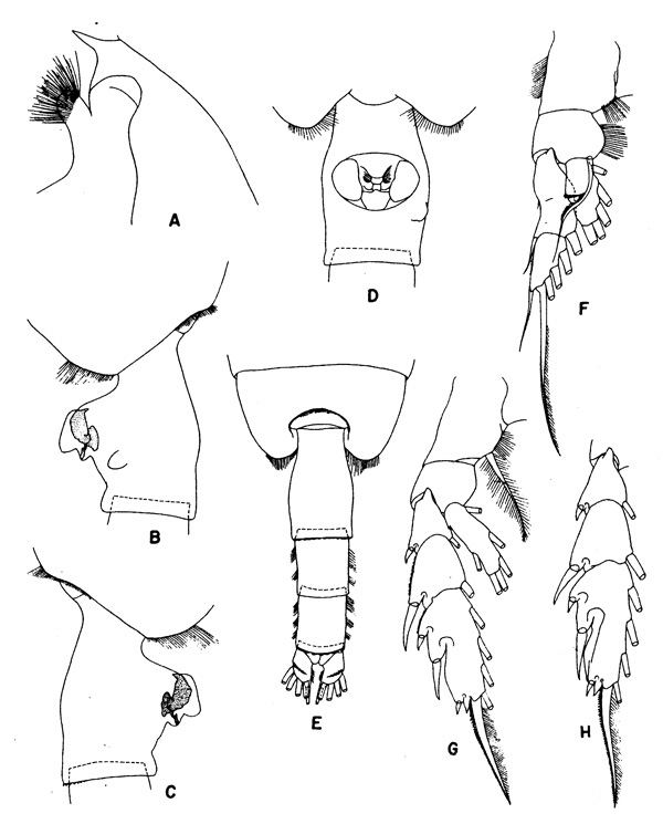 Espce Paraeuchaeta barbata - Planche 3 de figures morphologiques