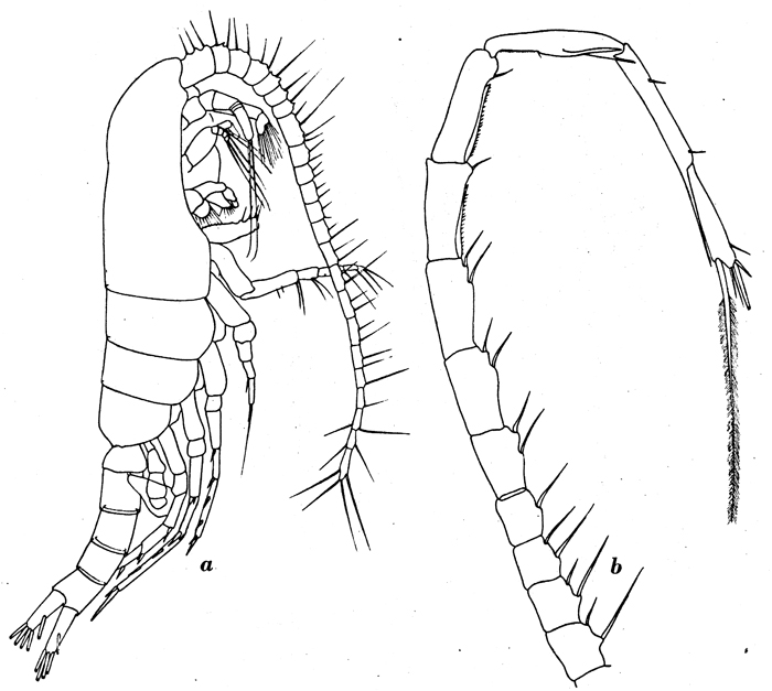 Species Metridia gerlachei - Plate 4 of morphological figures