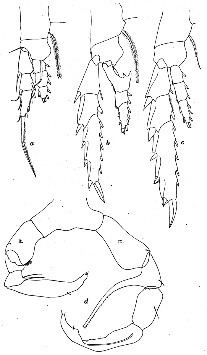 Species Metridia gerlachei - Plate 5 of morphological figures
