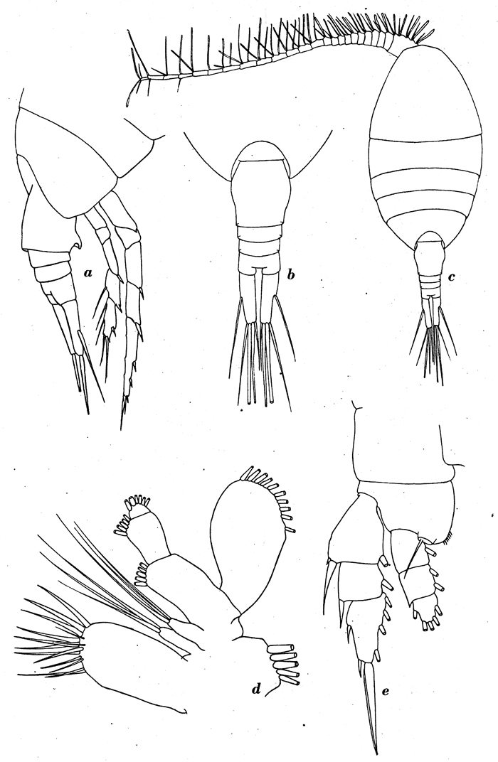 Species Lucicutia ovalis - Plate 7 of morphological figures