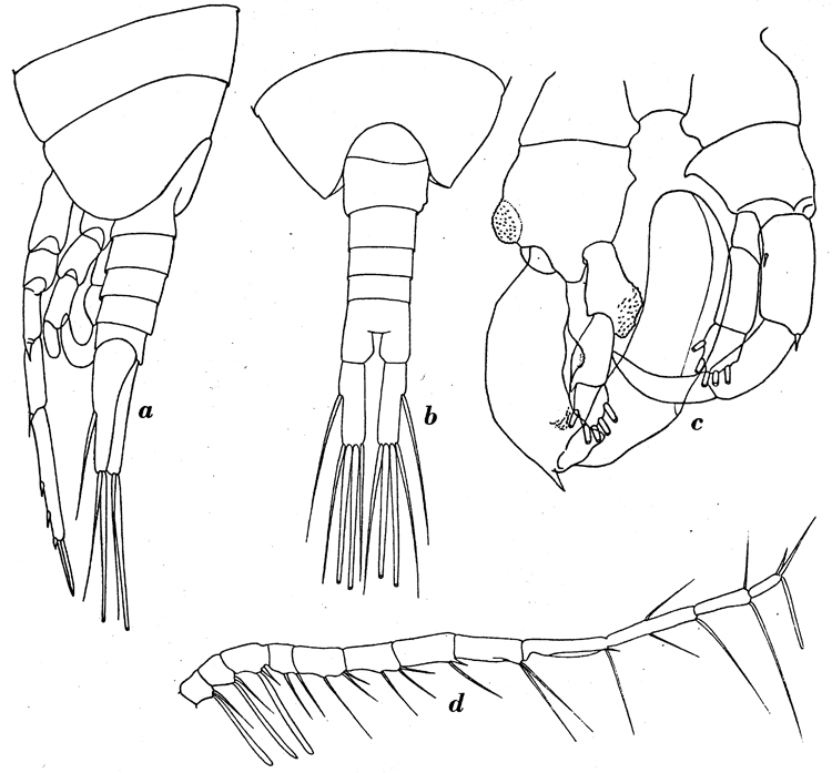 Species Lucicutia ovalis - Plate 9 of morphological figures