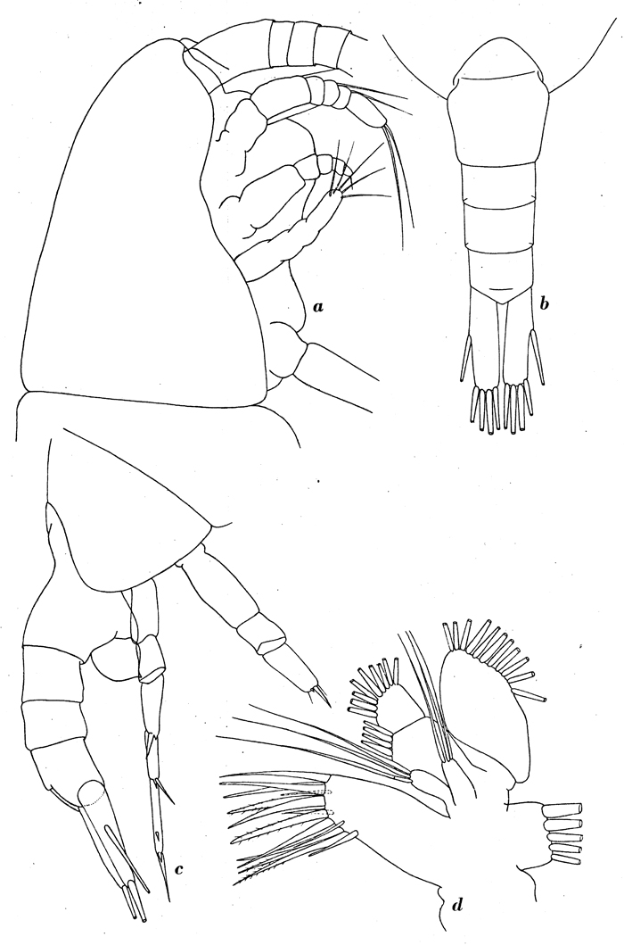Espce Lucicutia curta - Planche 9 de figures morphologiques