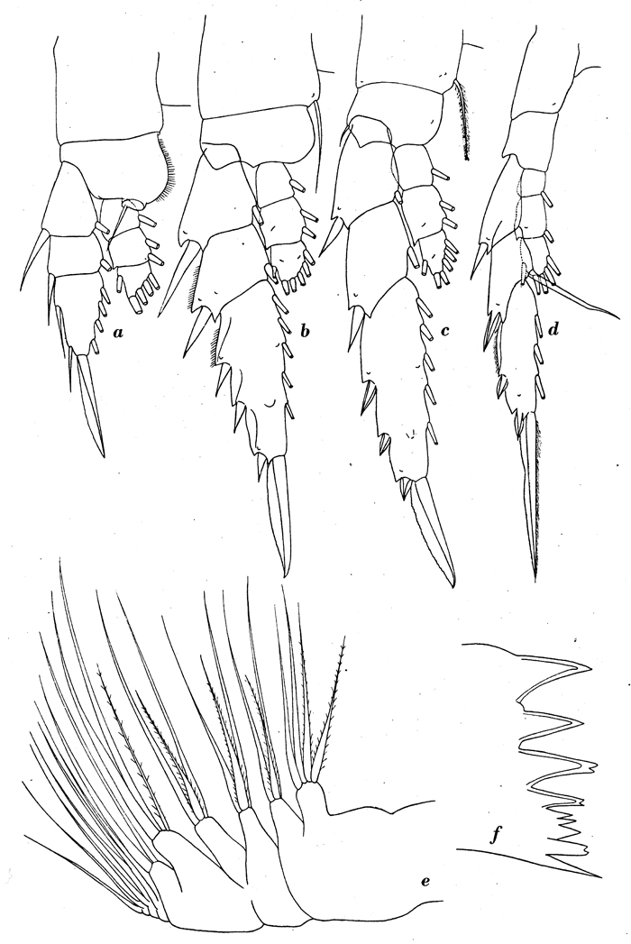Espce Lucicutia curta - Planche 10 de figures morphologiques