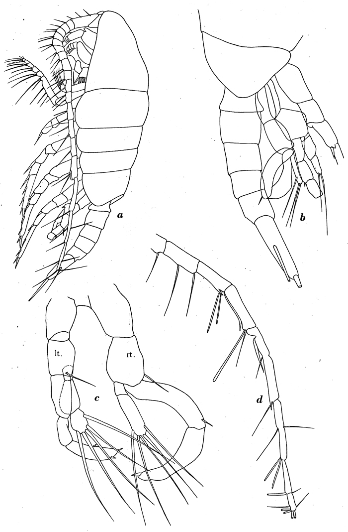 Espce Lucicutia curta - Planche 11 de figures morphologiques