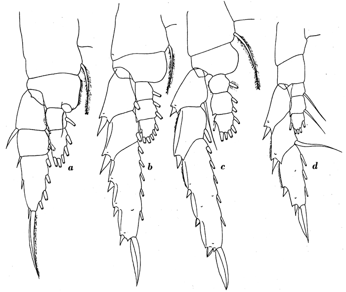 Espèce Lucicutia macrocera - Planche 7 de figures morphologiques