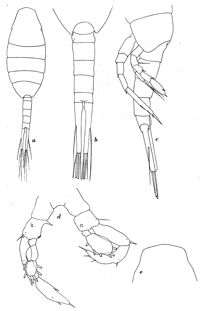 Espèce Lucicutia macrocera - Planche 8 de figures morphologiques