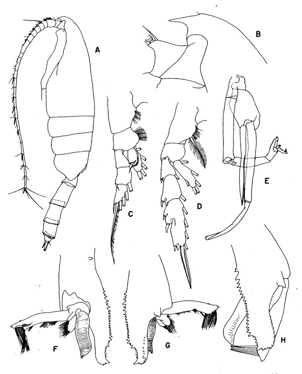 Species Paraeuchaeta barbata - Plate 4 of morphological figures