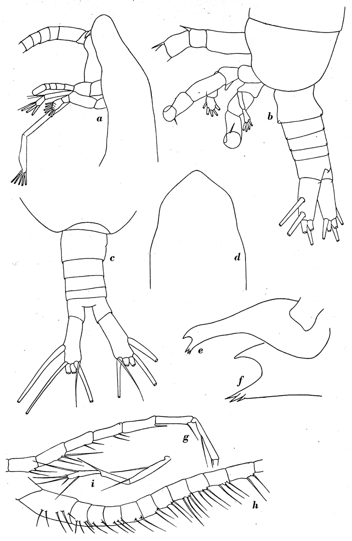 Species Haloptilus oxycephalus - Plate 7 of morphological figures