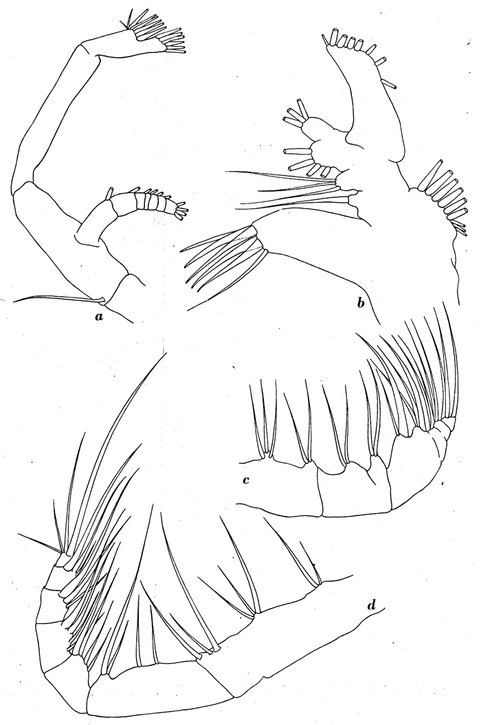 Espèce Haloptilus oxycephalus - Planche 8 de figures morphologiques