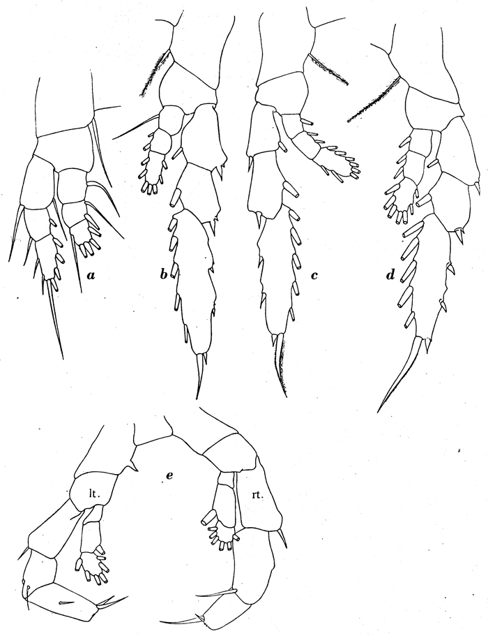 Espèce Haloptilus oxycephalus - Planche 9 de figures morphologiques