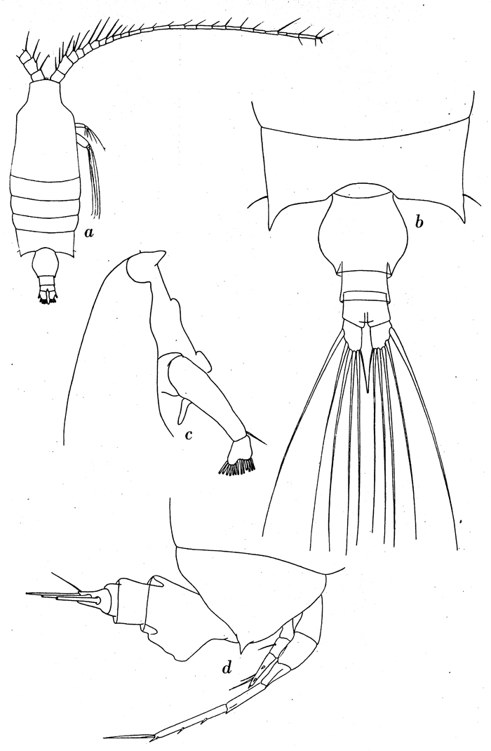 Espce Candacia maxima - Planche 2 de figures morphologiques